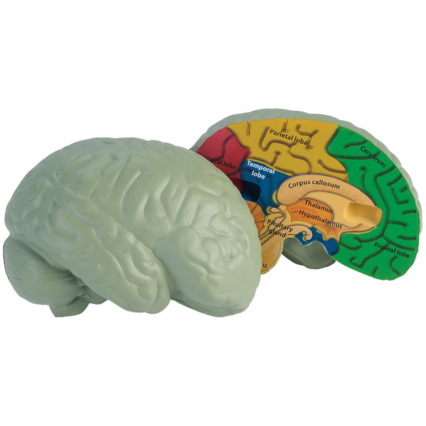 Image of Learning Resources Cross Section Foam Human Brain Model 130mm Diameter