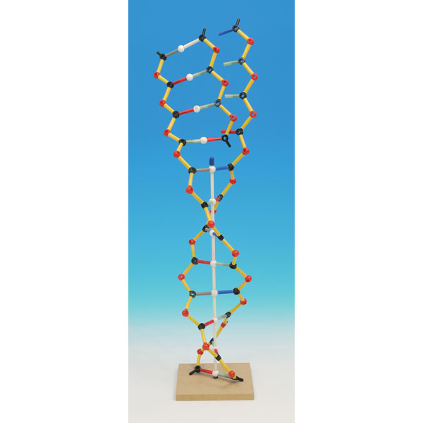 Image of Cochranes Of Oxford DNA-RNA Orbit Kit - 146 Piece Set - Assembled ...