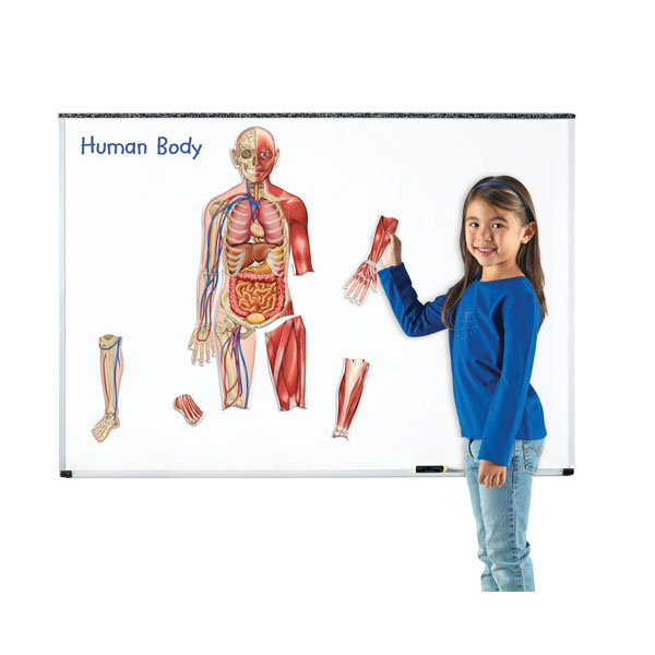 Image of Learning Resources Double Sided Magnetic Human Body 17 Piece Set 900mm
