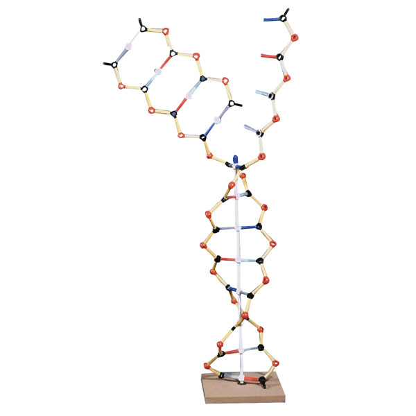 Image of Rapid DNA-RNA Model