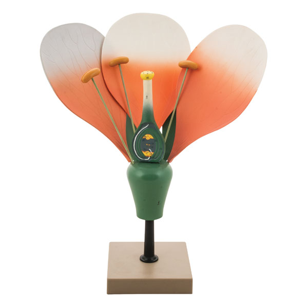 Image of Eisco BM0001 - Typical Flower Model - 370 x 310 x 250mm