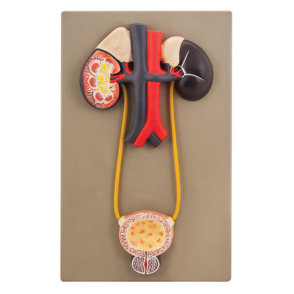  AM0112 - Urinary Organs - Kidney with Bladder Model - Life Size