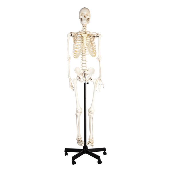 Image of Eisco AMCHA105H - Human Skeleton - Suspended - 850mm High