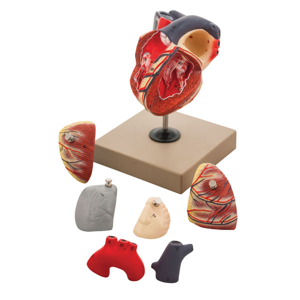 Image of Eisco Human Heart Model, 7 Parts