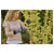 GARDENA 11530-20 Garden Gloves Size 8: Durable Smartphone-Friendly OEKO-TEX