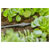 GARDENA 13213-20 Micro-Drip Connector 4.6mm Easy & Flexible Connection