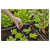 GARDENA 13302-20 Micro-Drip-System In-line Drip Nozzle 2l/h Stops Waste