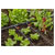 GARDENA 13312-20 Micro-Drip-System In-line Nozzle 4.6mm 2 L/h Self-Cleaning