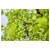 GARDENA 14774-20 HighCut 250/18V Lopper 2.5m Reach Battery-Powered