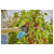 GARDENA 17400-20 Combisystem Berry Picker Collects Fruit Easily 0.8L