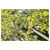 GARDENA 17401-20 Combisystem Branch Hook for Shaking Fruit and Pruning