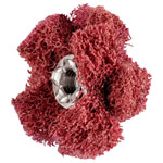 PFERD 44698253 Grinding wheels 25mm 20pcs clean deburr Inner surfaces