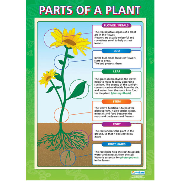 Parts of A Plant Wall Chart | Rapid Online