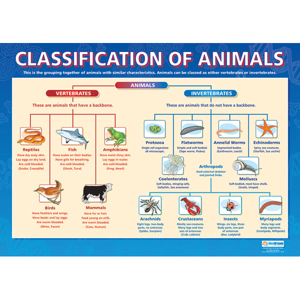 Classification of Animals Poster | Rapid Online
