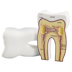 Learning Resources Foam Cross Section Models Tooth