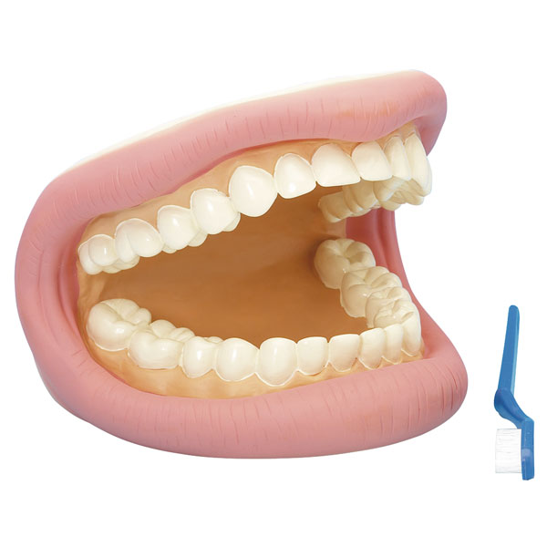 Image of Rapid Giant Teeth Demonstration Model - 150 x 185 x 140mm