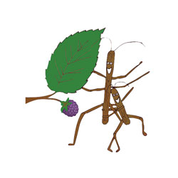 Six Indian Stick Insects