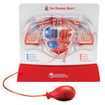 Learning Resources Pumping Heart Model 300mm x 270mm
