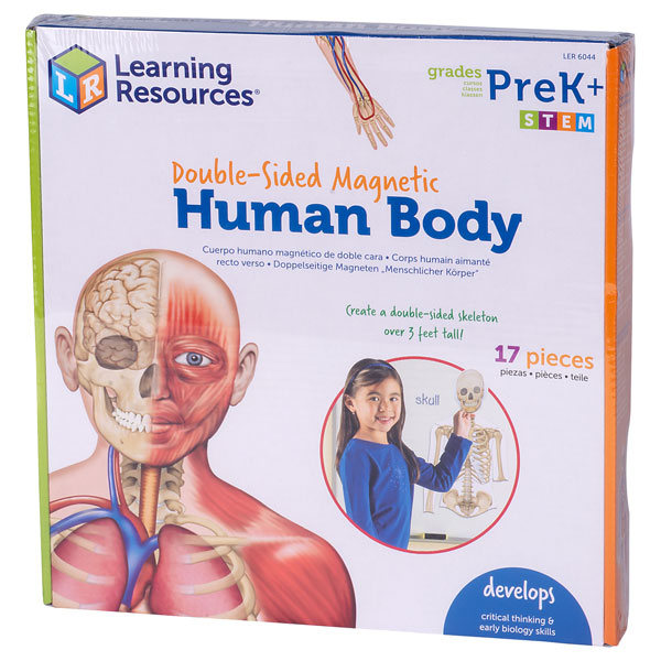 Image of Learning Resources - Double Sided Magnetic Human Body - 17 Piece S...
