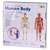 Learning Resources - Double Sided Magnetic Human Body - 17 Piece Set - 900mm