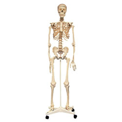 Rapid Full Size Skeleton 160cm