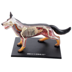 Revell X-Ray Anatomy Model Dog