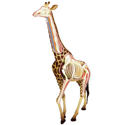 Revell X-Ray Anatomy Model Giraffe