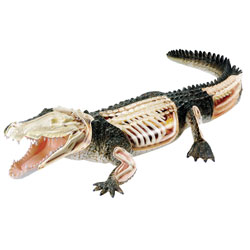 Revell X-Ray Anatomy Model Crocodile