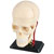 Revell X-Ray Anatomy Model Cranial Nerve Skull