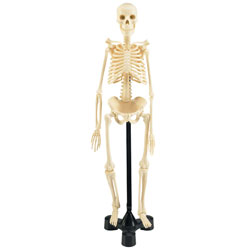 Revell X-Ray Anatomy Model Skeleton