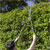 Sealey GTSG019 Telescopic Hedge Shears with Soft Grip Handle & Ca