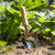 Sealey GTWH006 Premier Garden Scoop with Ash Handle & Stainless Steel Head