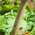 Sealey GTWH017 Premier Border Spade with Ash Y Handle & Stainless Steel Blade