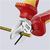 Knipex 70 06 140 Diagonal Cutters VDE 140mm