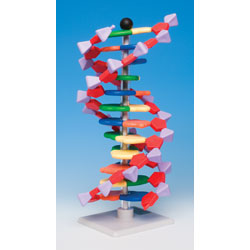 MiniDNA Advanced 12 Layer (Base Pair) Molecular Model Kit | Rapid Online