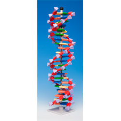 Molymod DNA-060-22 - MiniDNA Advanced 22 Layer Molecular Model Kit - 440mm High