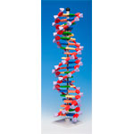 Molymod DNA-060-22 - MiniDNA Advanced 22 Layer Molecular Model Kit - 440mm High