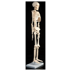 RVFM - Human Skeleton - 850mm High