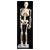 RVFM - Human Skeleton - 850mm High