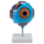 RVFM Giant Human Eye Model