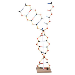 Rapid DNA-RNA Model