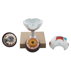 【中古】 Human Eye HumanEye s52-3381p02wm.jpg