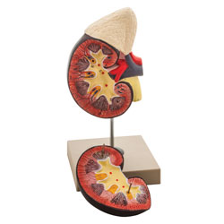 Eisco AM0110 - Kidney and Adrenal Gland Model - 2 Parts - 120 x 120 x 280mm