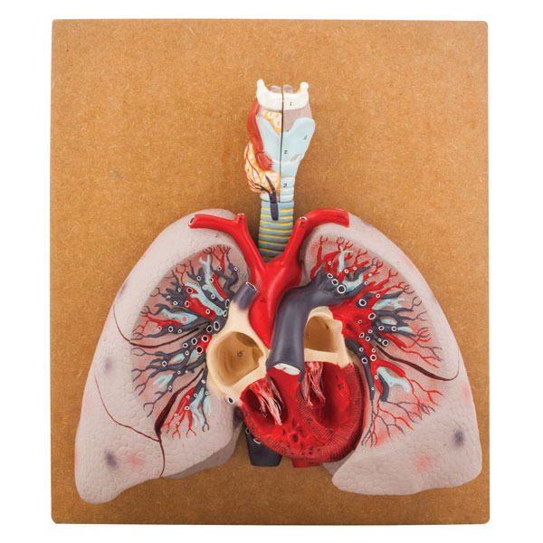 Eisco AM00710-humanos pulmones Modelo 460 X 400 X 130mm 