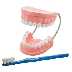 Eisco AM0050A - Giant Dental Care Model - 530 x 170 x 70mm