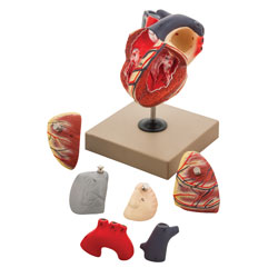 Eisco Human Heart Model, 7 Parts