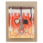 Eisco Human Skin Model, 300 Times Enlarged