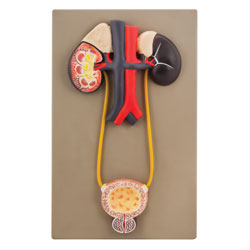 Eisco AM0112 - Urinary Organs - Kidney with Bladder Model - Life Size