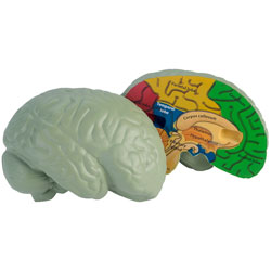 Learning Resources - Cross Section Foam Human Brain Model - 130mm Diameter
