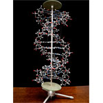 Cochranes Of Oxford Orbit Proview DNA Model - 750 Atoms - Assembled Height 850mm